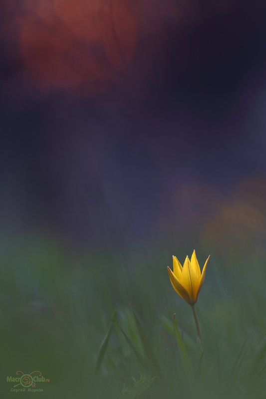 тюльпан,дубравный,биберштейна,tulipa,biebersteiniana,солнце,закат,quercetorum,самарский, лес Весенние краскиphoto preview