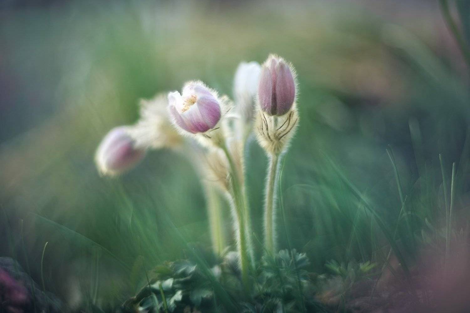 , Елена Галицкая