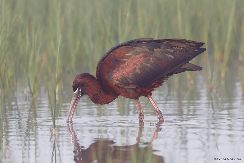 каравайка, plegadis falcinellus Завтрак на водеphoto preview