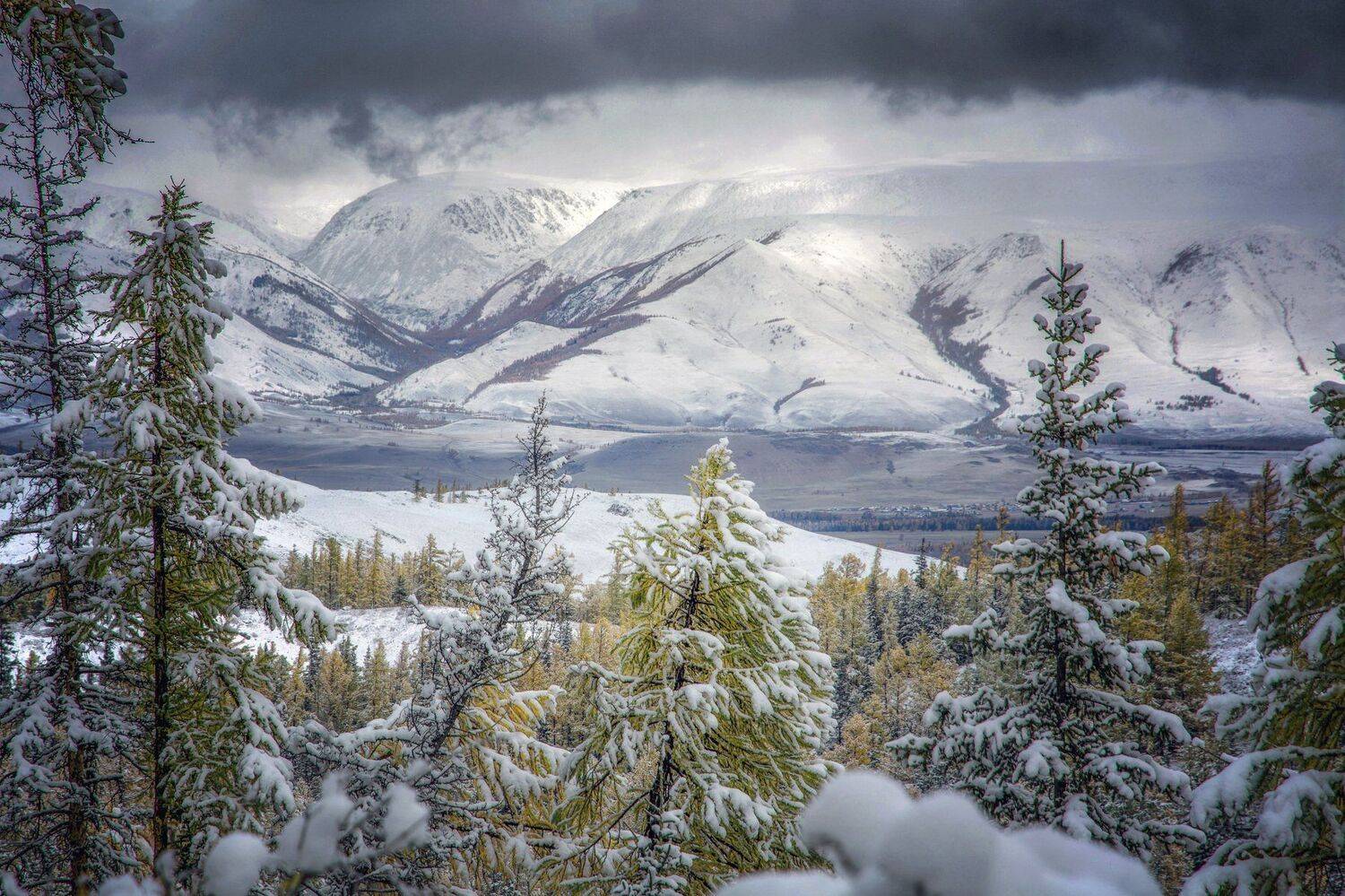 сквозь ели. Автор: Алексей Кретов алтай,горы, Алексей Кретов
