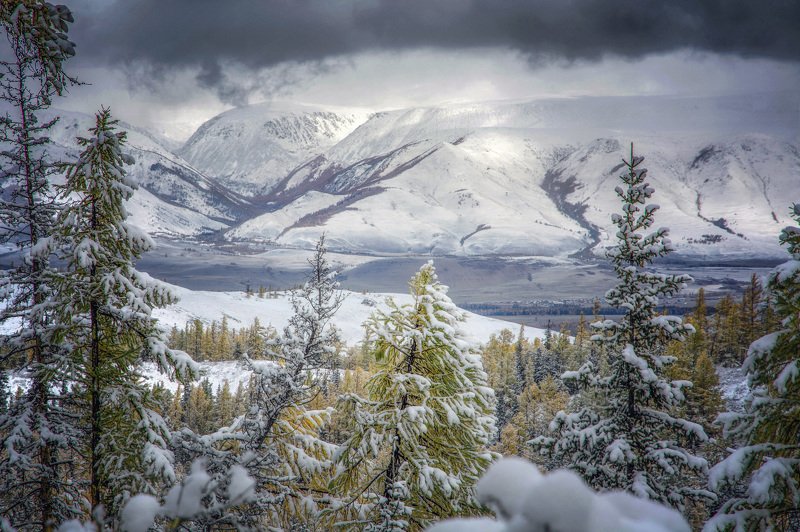 алтай,горы сквозь ели фото превью