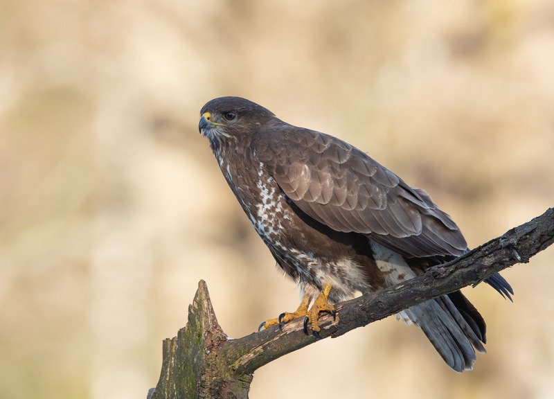 канюк, птицы, хищник, Канюк на рассветеphoto preview