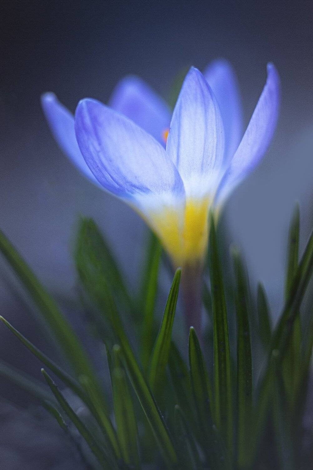 Нежность в бокале.... Автор: Татьяна Аверина , Татьяна Аверина