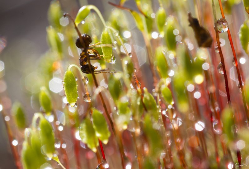 муравей, капли, макро, макросъемка, красота, природа, лес, мох, nature, macro, beautiful, drops В волшебном лесуphoto preview