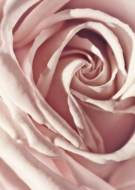 Pink rosephoto preview