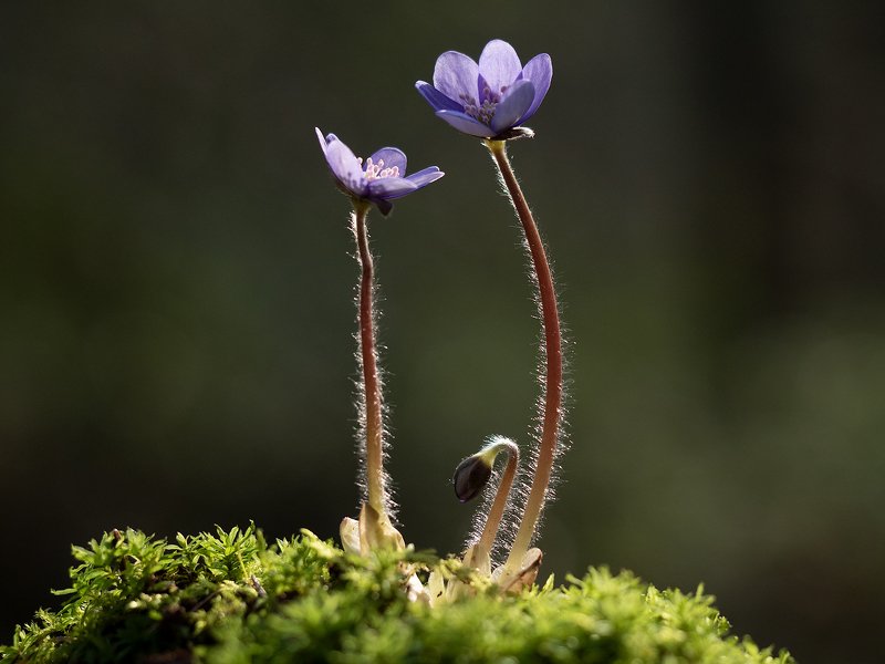 папа, мама, я - цветочная семьяphoto preview
