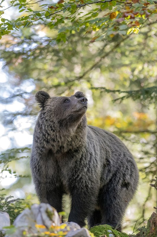 Slovenian brown bearphoto preview