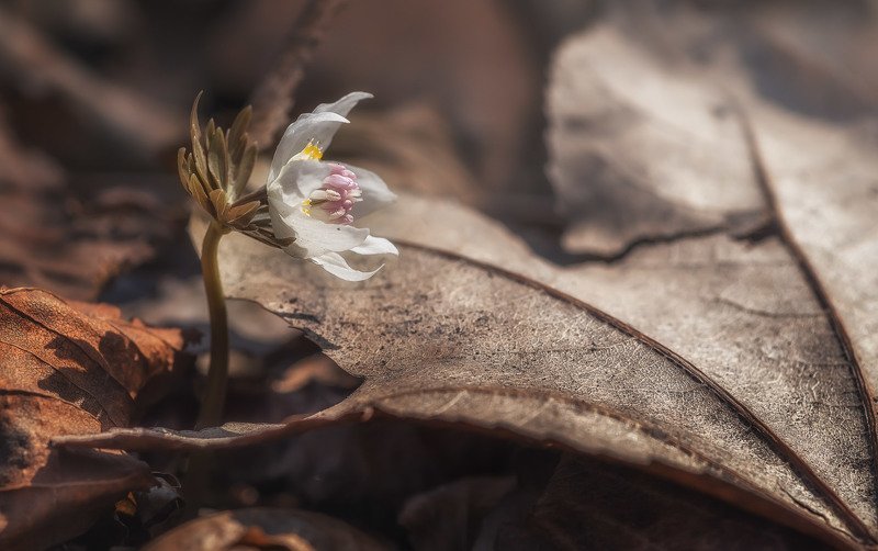 весенник звездчатый ***photo preview