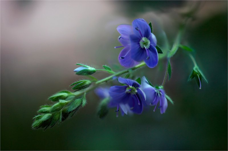 лето, вероника, цветок Всё будет хорошо...photo preview