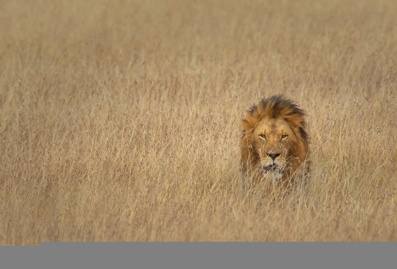 the rulerphoto preview