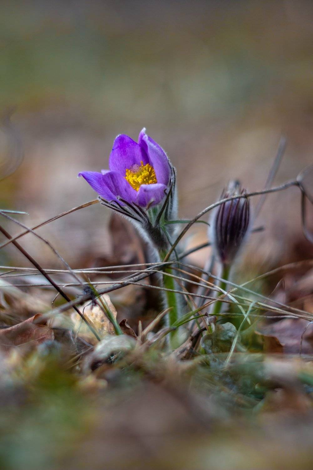 сон-трава, первоцвет, лес, заповедник, весна, Руслан Востриков