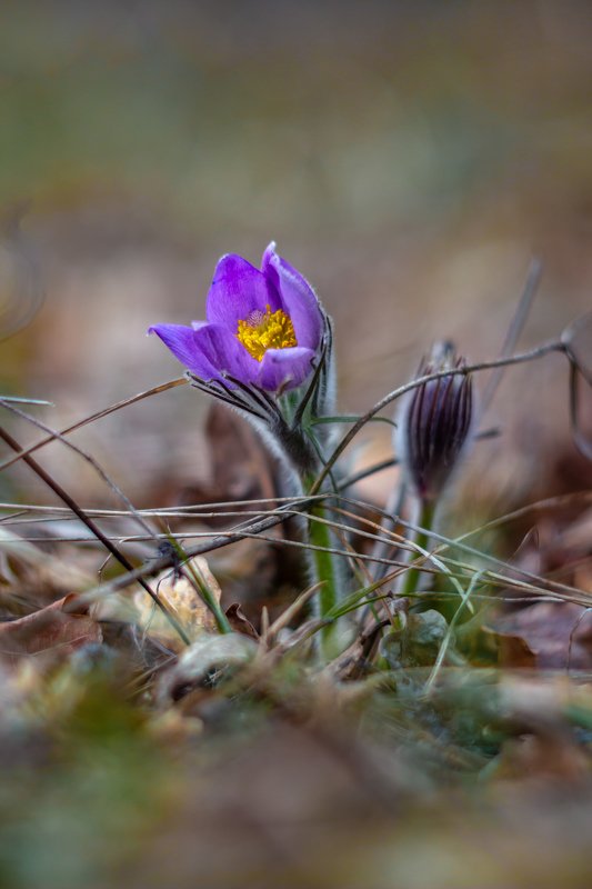 сон-трава, первоцвет, лес, заповедник, весна photo preview