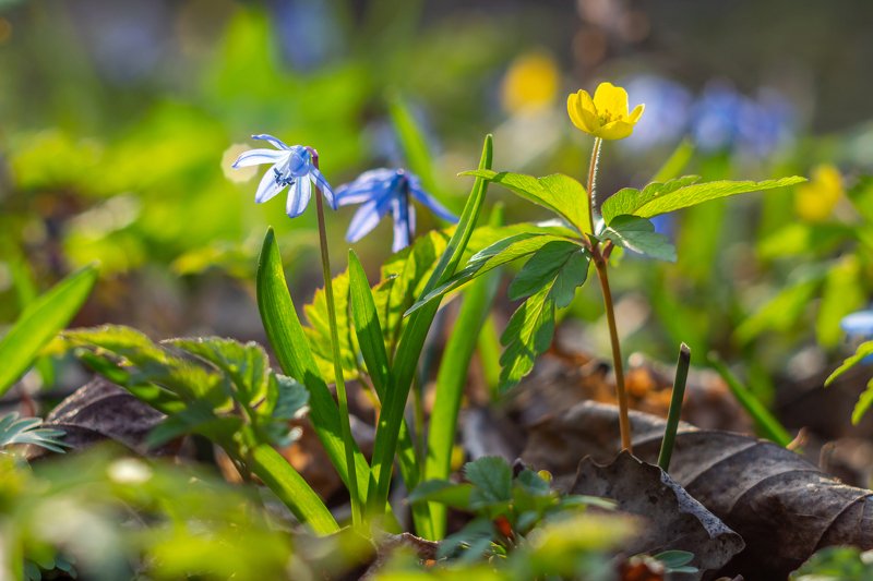 пролески, подснежники, первоцветы, лес, воронежский, заповедник, весна photo preview