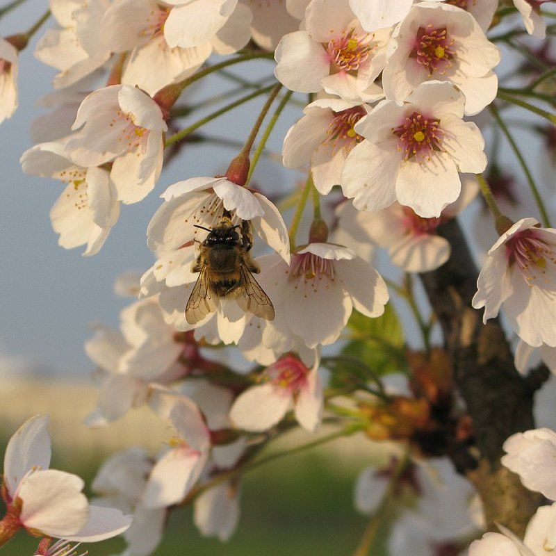 весна, сакура, шмель Весенняя страдаphoto preview
