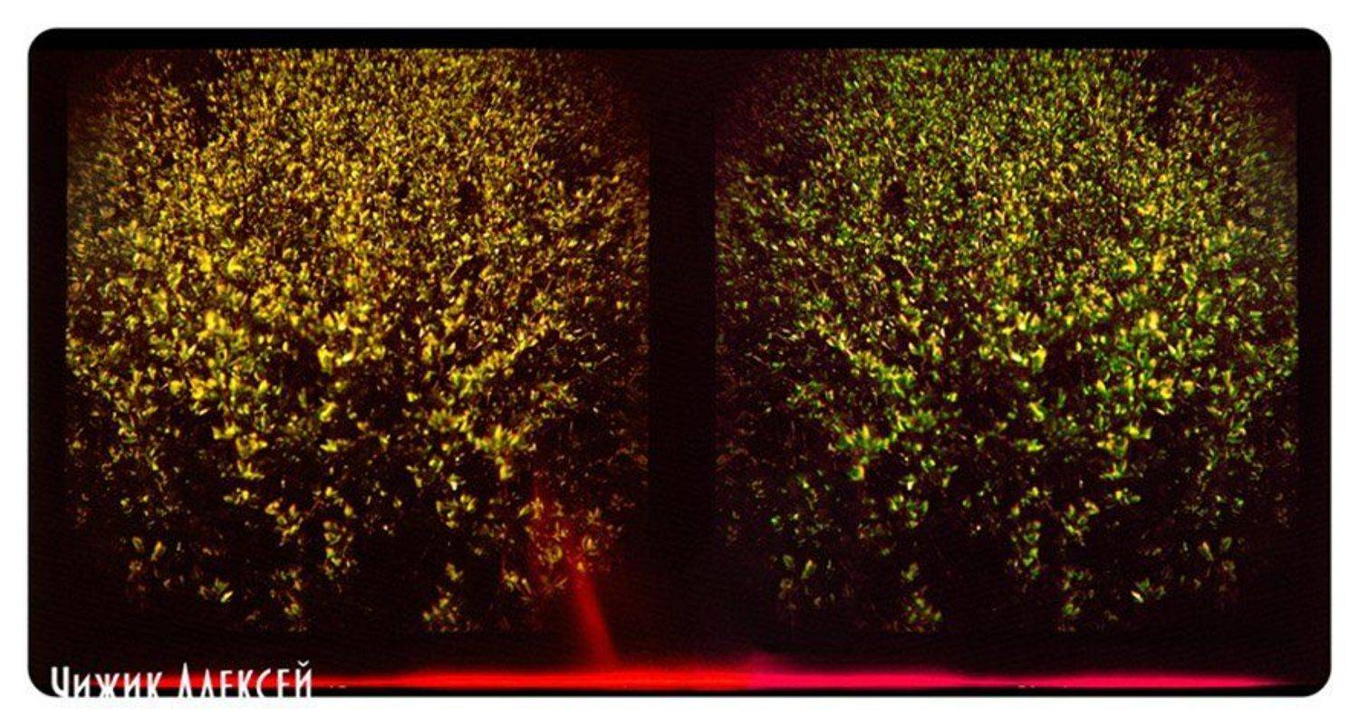 кустызалипалы. Автор: я увижу нас, но без меня ломография, lomo, diana+, кусты, листья, квадрат, я увижу нас, но без меня