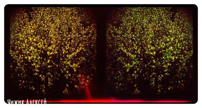 ломография, lomo, diana+, кусты, листья, квадрат кустызалипалыphoto preview