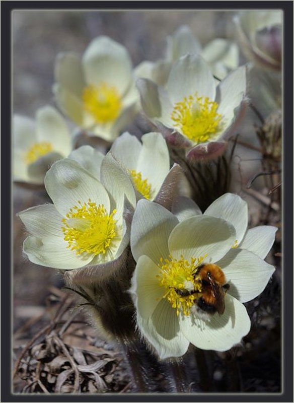 подснежники,шмель Запах весныphoto preview