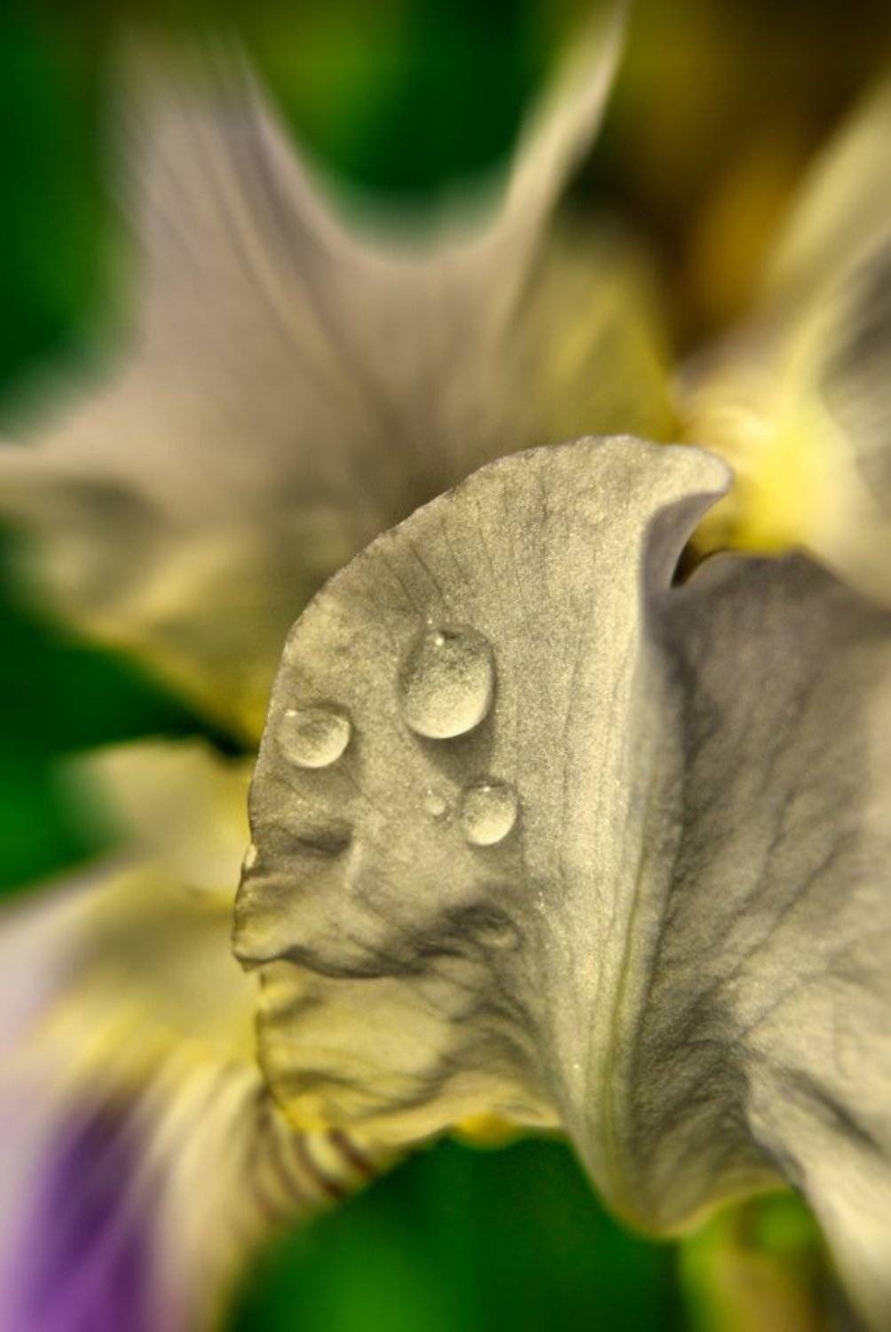 Ирис. Автор: Патрикеев Александр , Патрикеев Александр