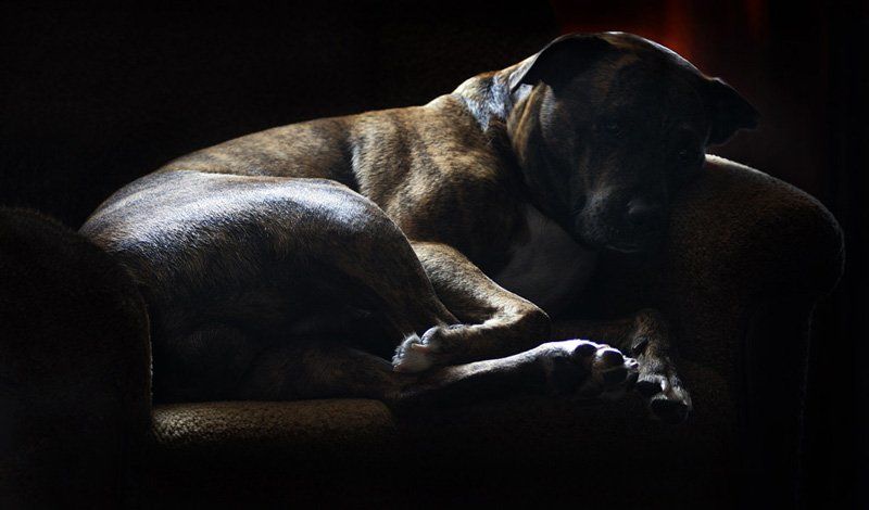 ОТДЫХАЮЩАЯ  СОБАКАphoto preview