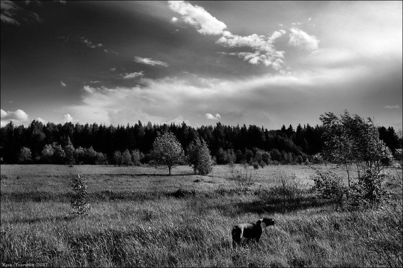 ветер, собака Нос против ветраphoto preview