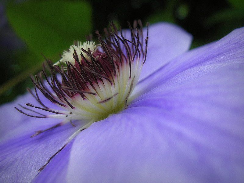 клематис Жители голубой планетыphoto preview