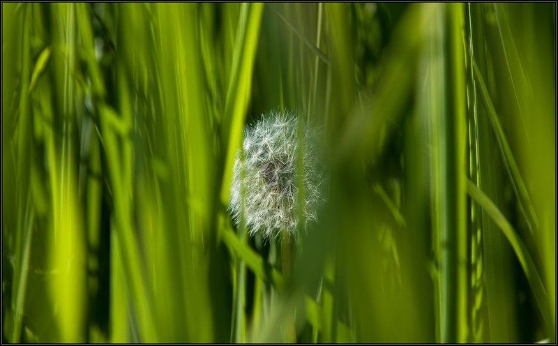 лето, трава, цветок, одуванчик, солнце В глубине зеленых волн...photo preview