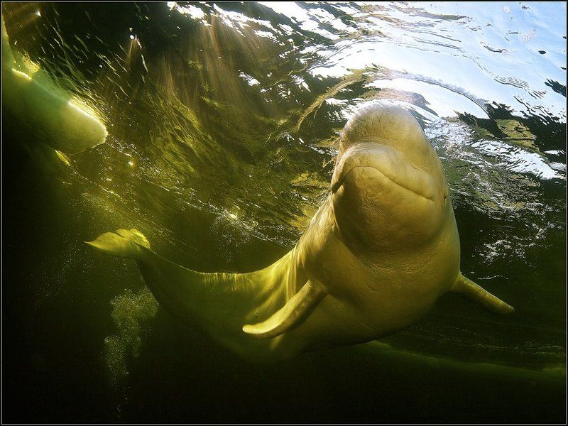 Портрет белухиphoto preview