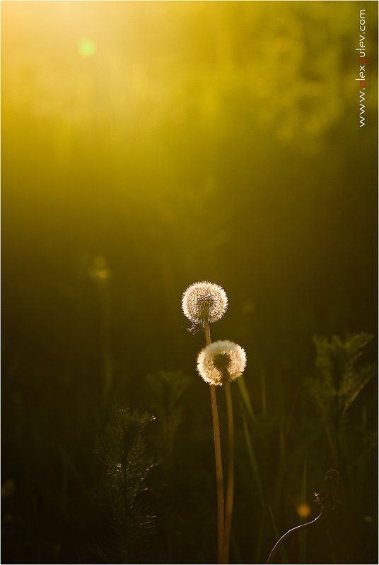 одуванчики,закат,природа,подмосковье,этюды Свидание на закате фото превью