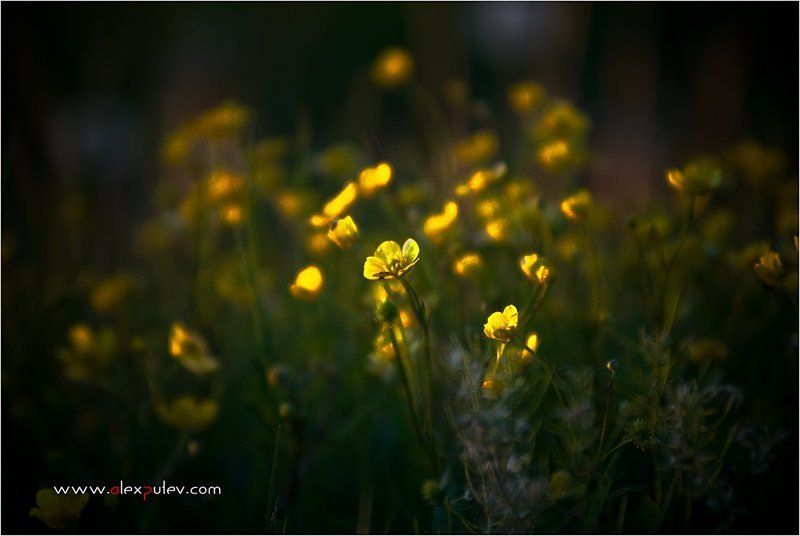 природа,закат,солнце,цветы Солнечные зайчики фото превью