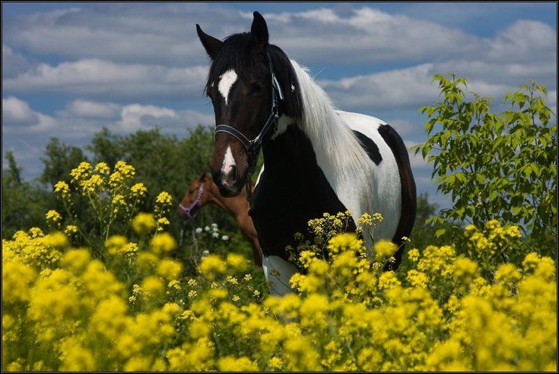 подмосковье, серпухов, лошадь, поле, лето, цветы, небо, облака ...в поле с конем...photo preview