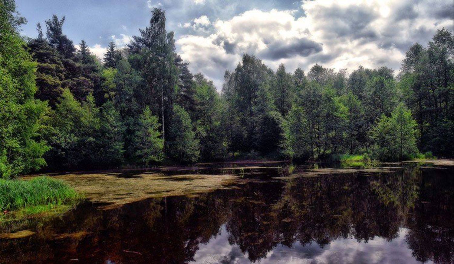 Лес у озера. Автор: Игорь , Игорь