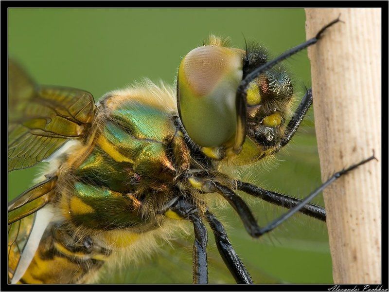 стрекоза ***photo preview