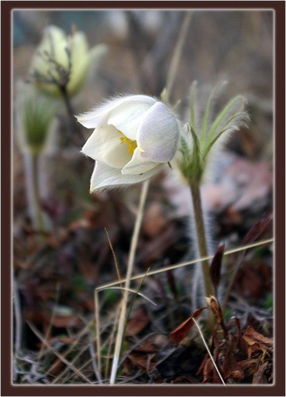 прострел Прострелphoto preview