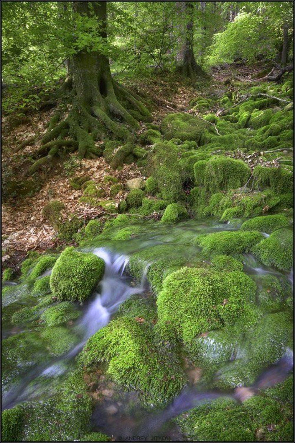 Зелененькая... Автор: Андрей Житков крым, родник, лес, мох, пейзаж, Андрей Житков
