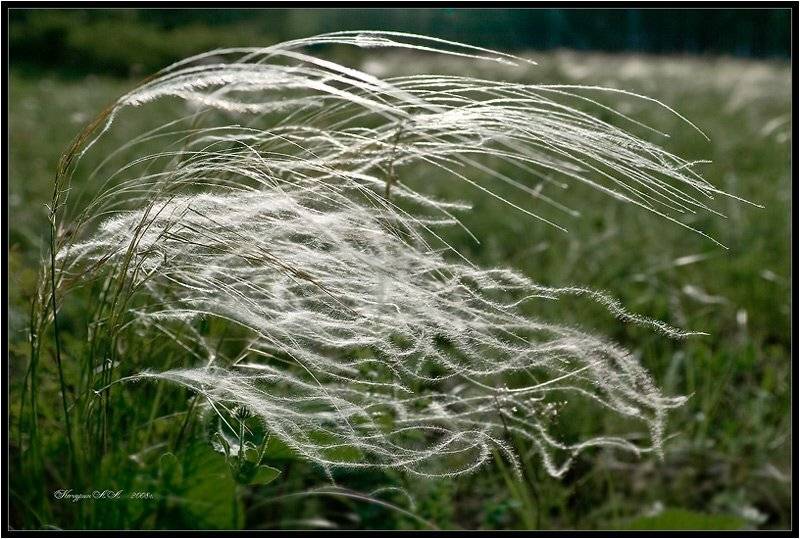 ковыль,трава,степь, Качурин Алексей