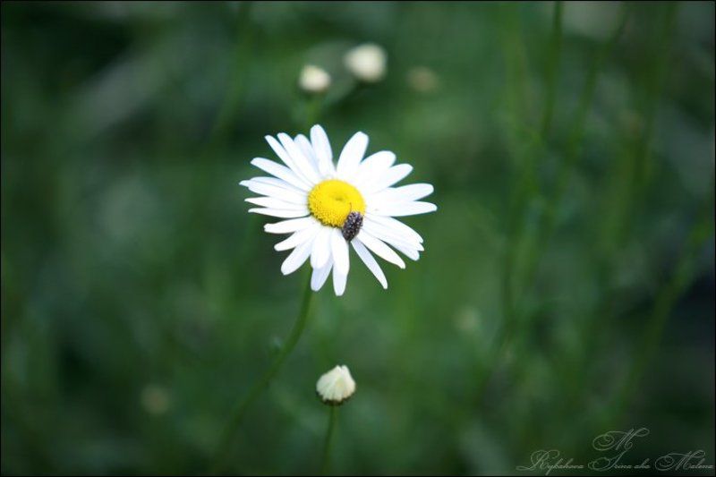 привет,ромашки...photo preview