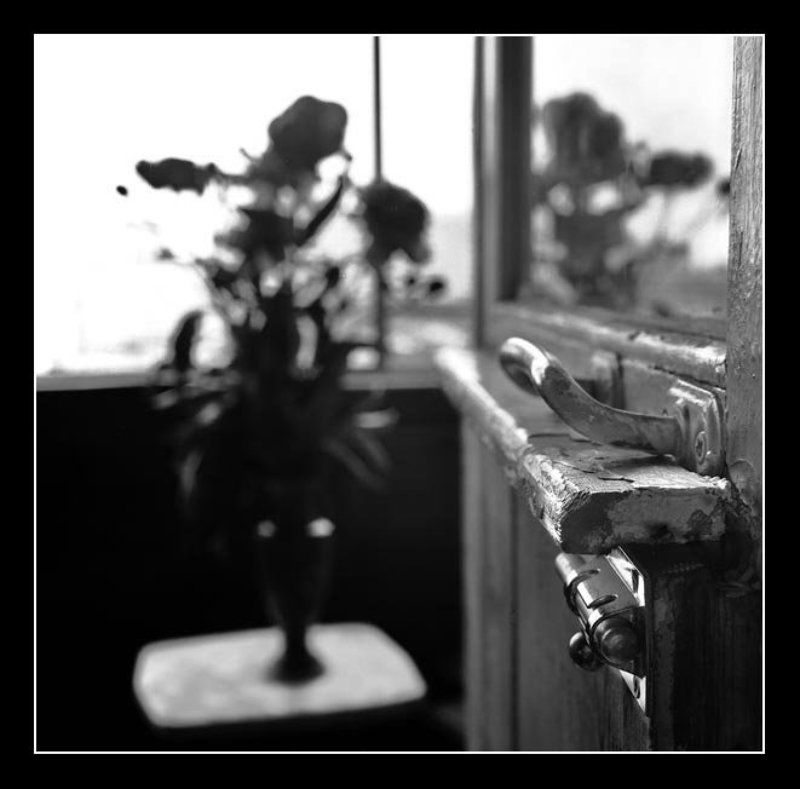 Пионыphoto preview