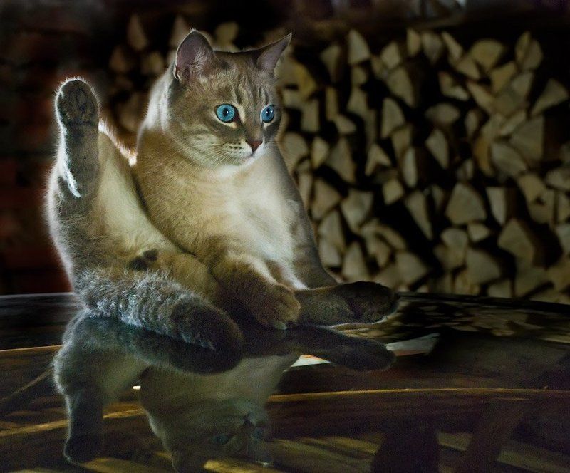 Ща как дам! Лапойphoto preview