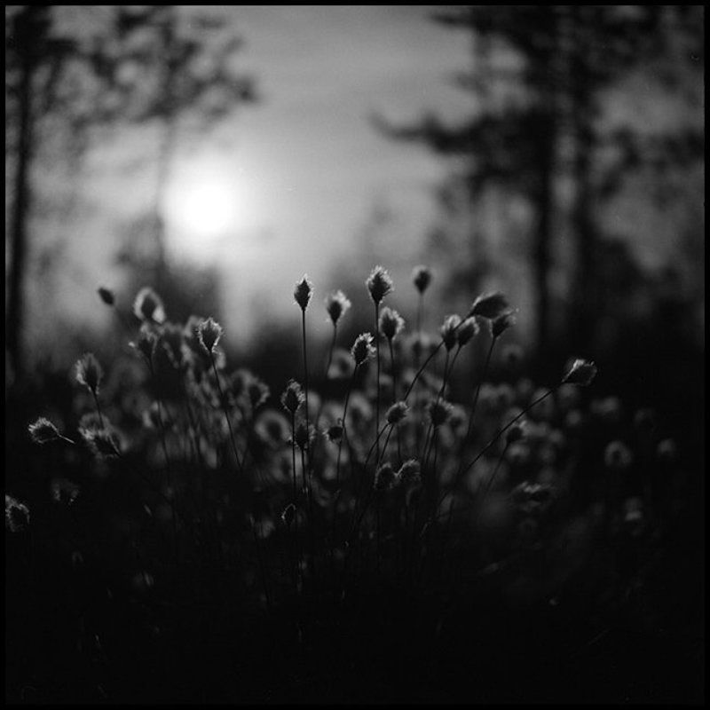 Болотоphoto preview