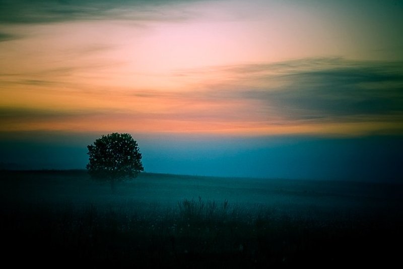 Одиноко стоящее в туманеphoto preview