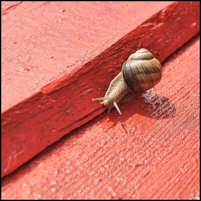 педвале Pedvale. По красной ковровой дорожке фото превью