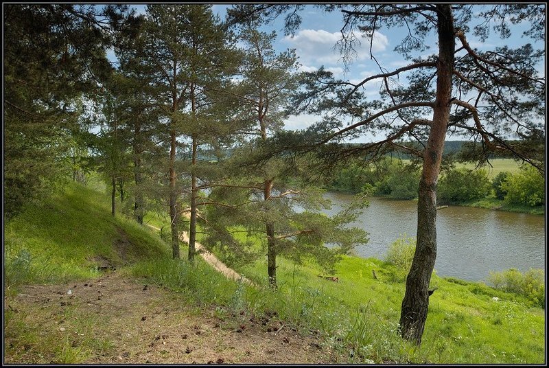 лес, холм, сосны, река Вид с холмаphoto preview