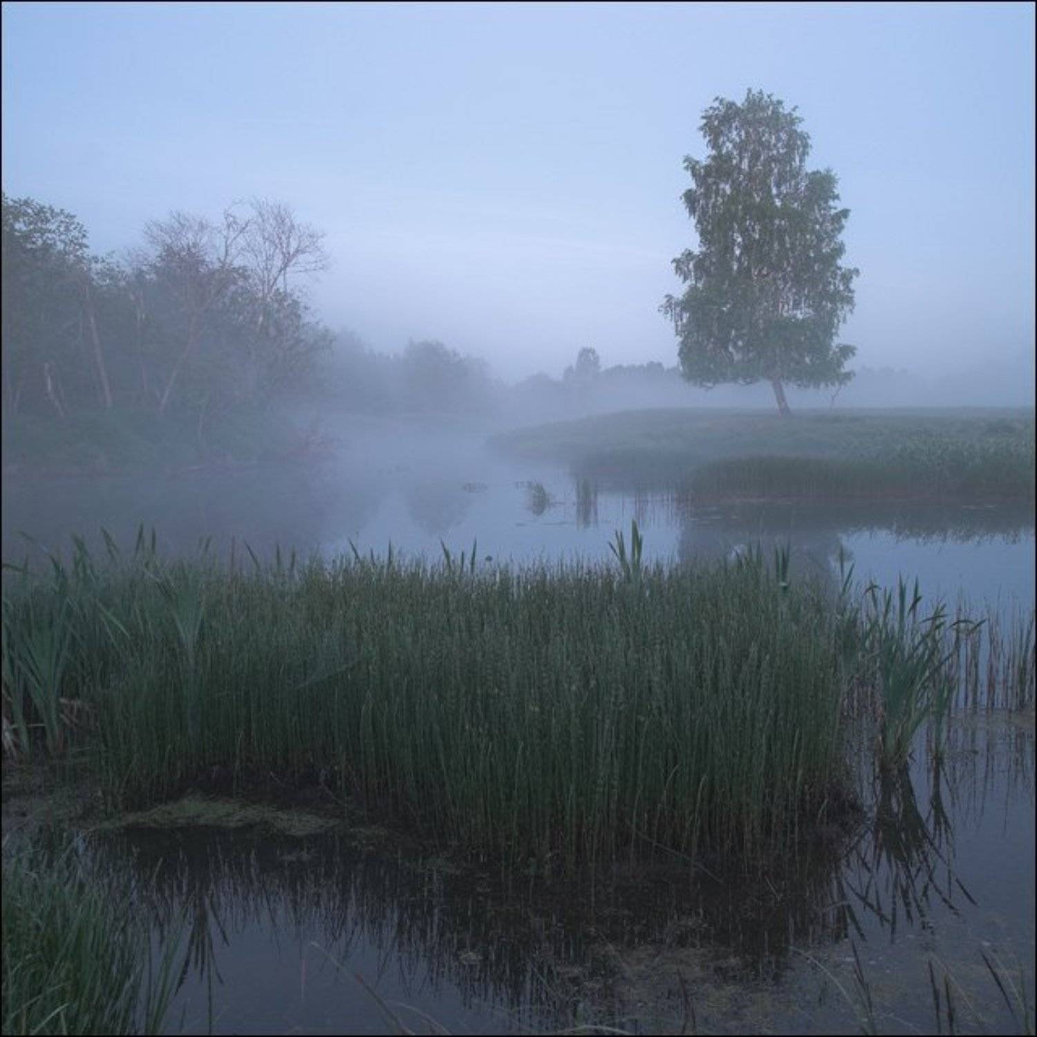 Цветная квадратная утренняя летняя картинка с березой на берегу Званы у Жуково. Автор: Сергей Чубаров , Сергей Чубаров