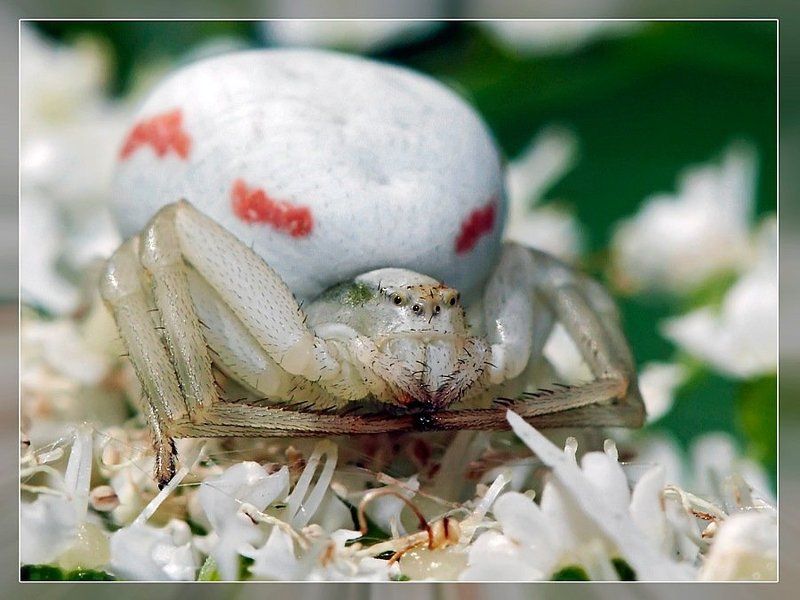 Эти глаза напротив...photo preview
