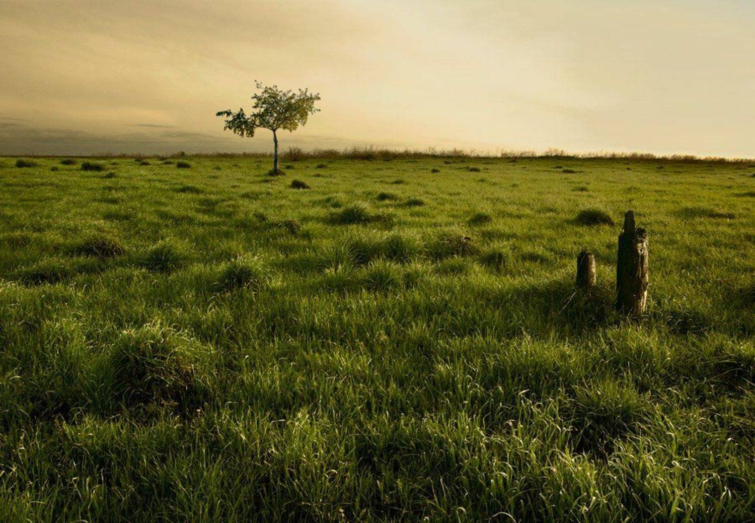 Земля непуганных кротов.. Автор: Александр Дубовицкий кочки, трава, дерево, пеньки, вечер, Александр Дубовицкий