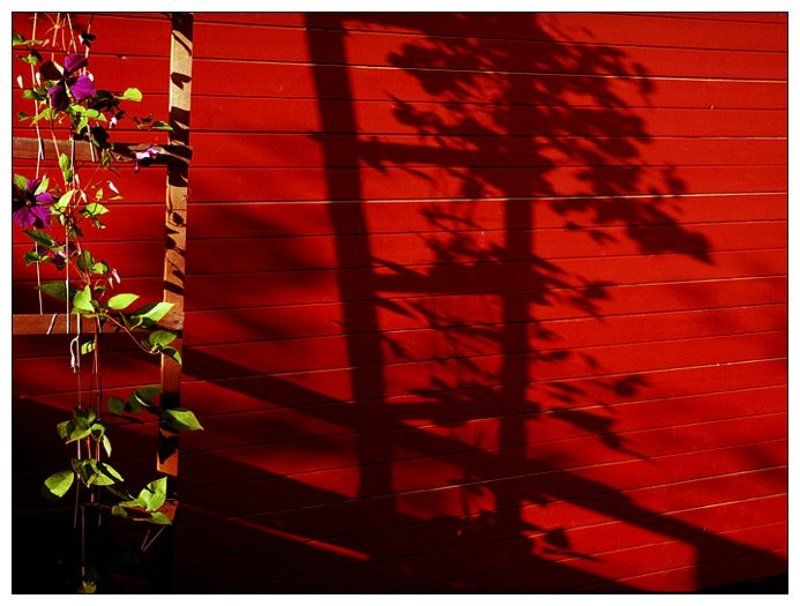 2005, дача, закат, клематис, красный, цвет, цифра, тень, red, лето, summer найти немножко красногоphoto preview