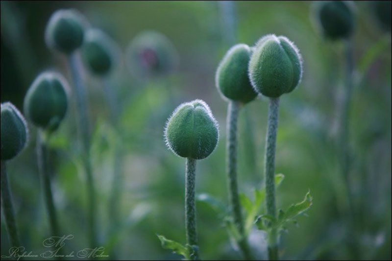 ...стражники...photo preview