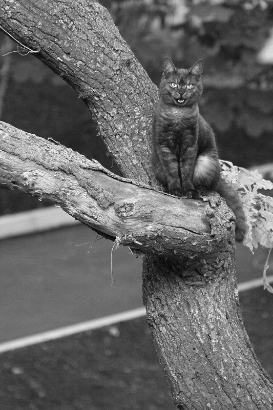 кот,улыбка,дерево,чб,татаринцев *****Улыбочку*****photo preview