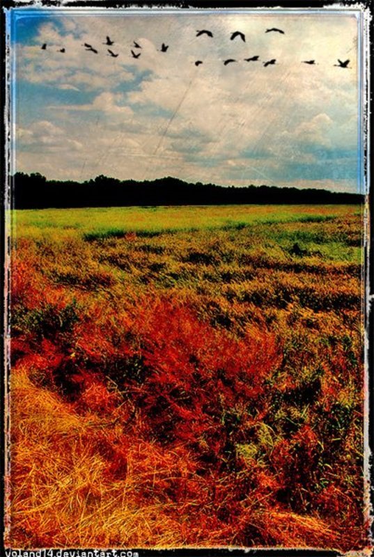 Birds.2.photo preview