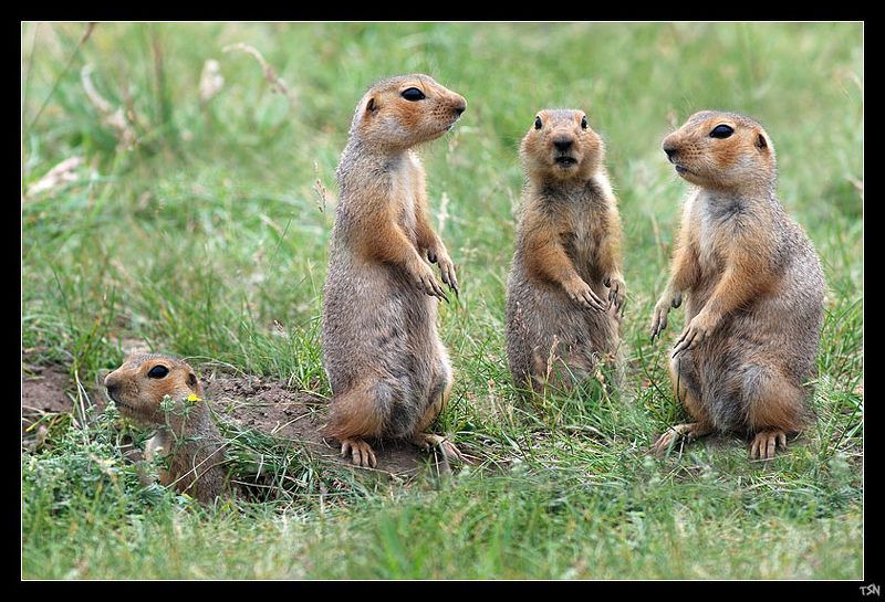 Кто идет за пивом?photo preview